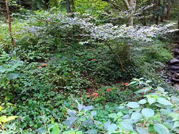 我在十八线小村当大V：一年网购金额超全国99.9%的人