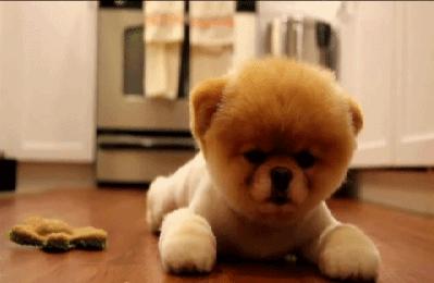 螨虫皮肤病狗狗怎么治疗,狗狗常见螨虫皮肤病用什么药