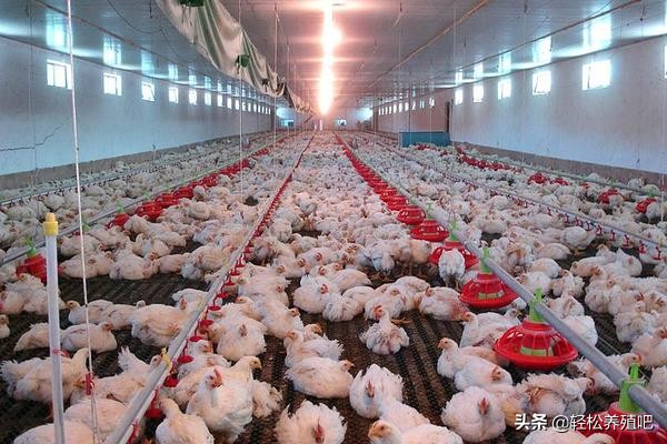 鸡肠炎的发病原因及治疗方案,鸡大肠杆菌肠炎型用什么药治