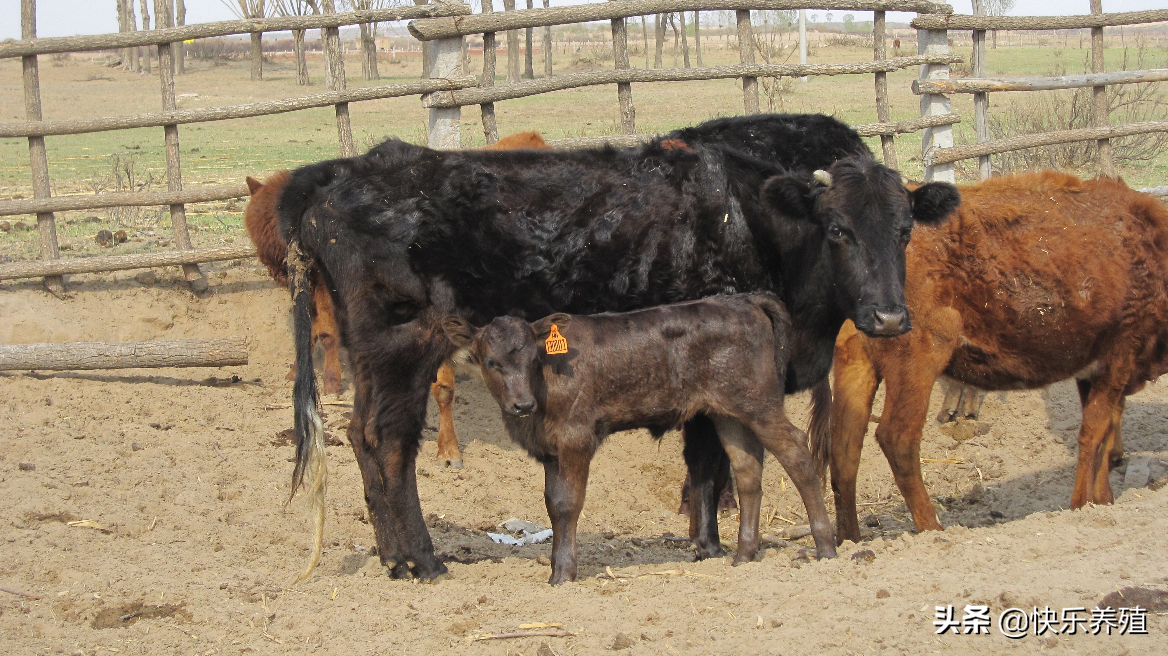 牛胃有病有什么症状,牛4个胃的功效与作用