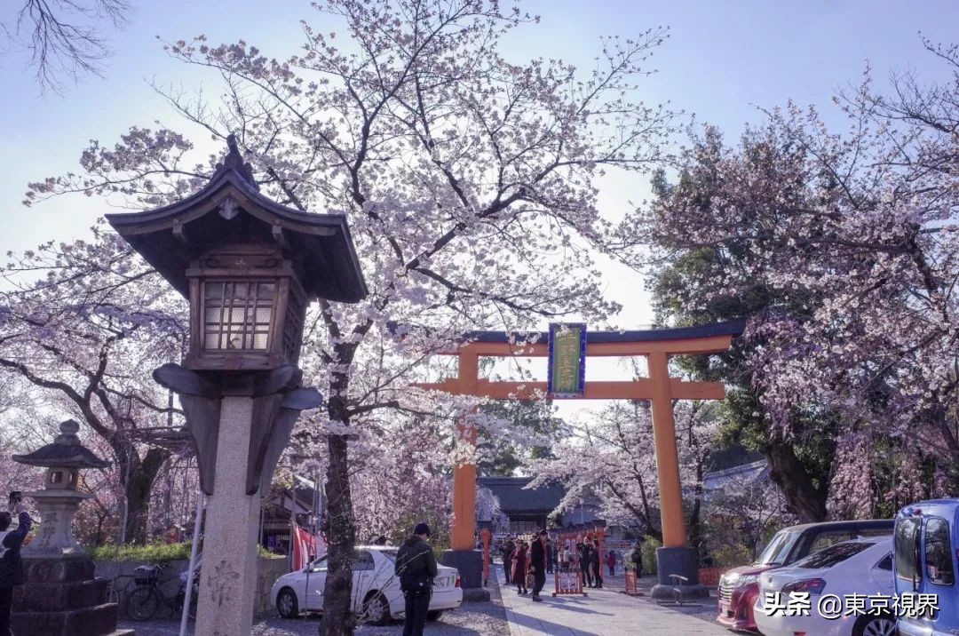 我在京都,攒下一整个春日的绝美樱色送给你。