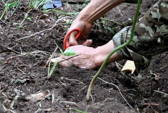 最近挖出来的野山参,百年野山参有多罕见