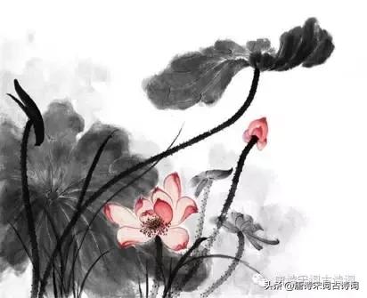 咏荷出淤泥而不染,出淤泥而不染荷韵