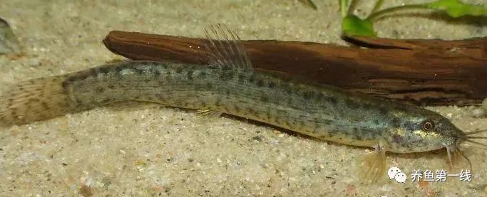 十种常见的水生动物,鳅科动物图片