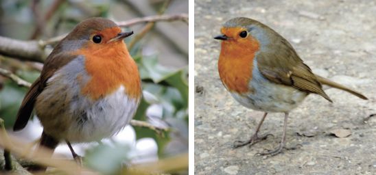 春回大地鸟语花香万物复苏,春回大地鸟语花香