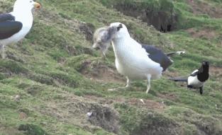 海鸥活吞了一只兔子,罕见海鸥遇到兔子一口将其吞下