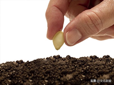 十二地支是什么顺序,十二地支分别代表什么星