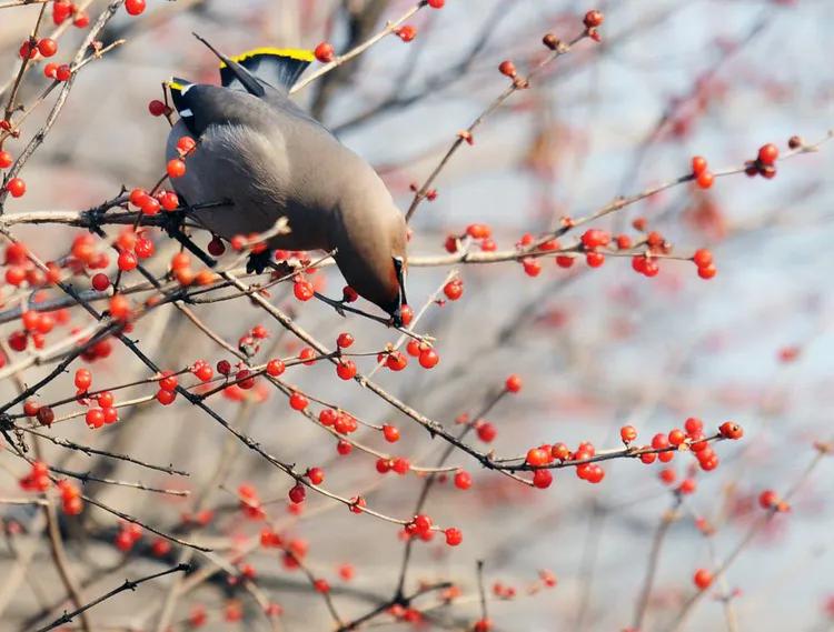 太平鸟拍到的视频,抓拍鸟的照片