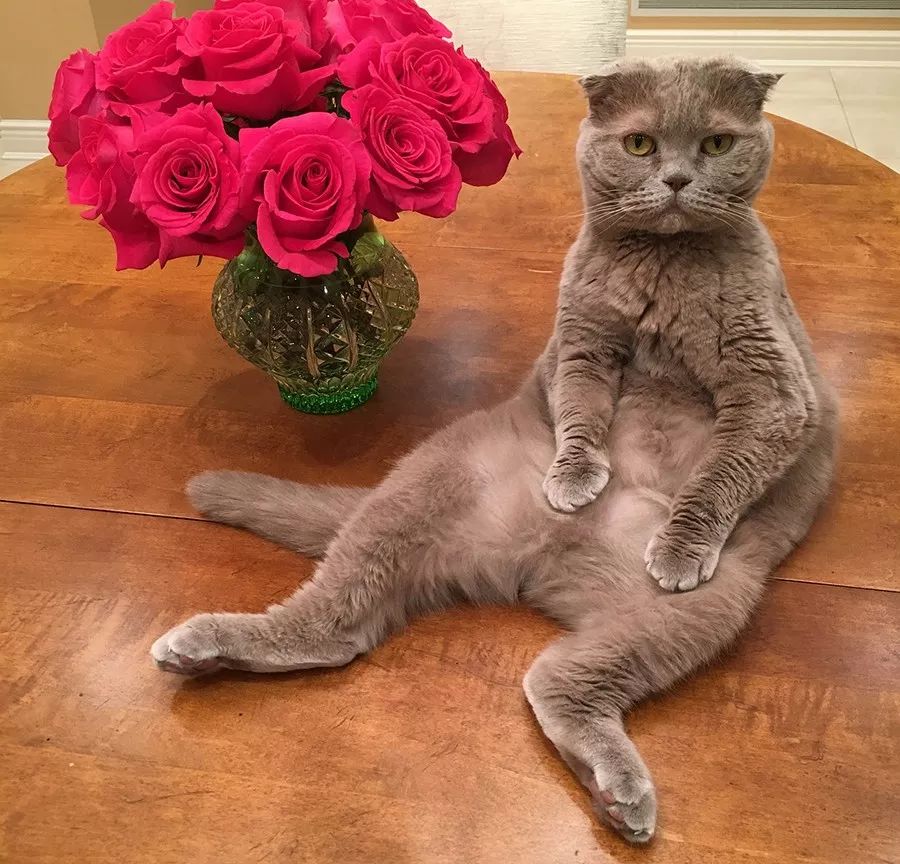 买了一只猫可是没养几天不想养了,买了一只猫不知道能不能长大