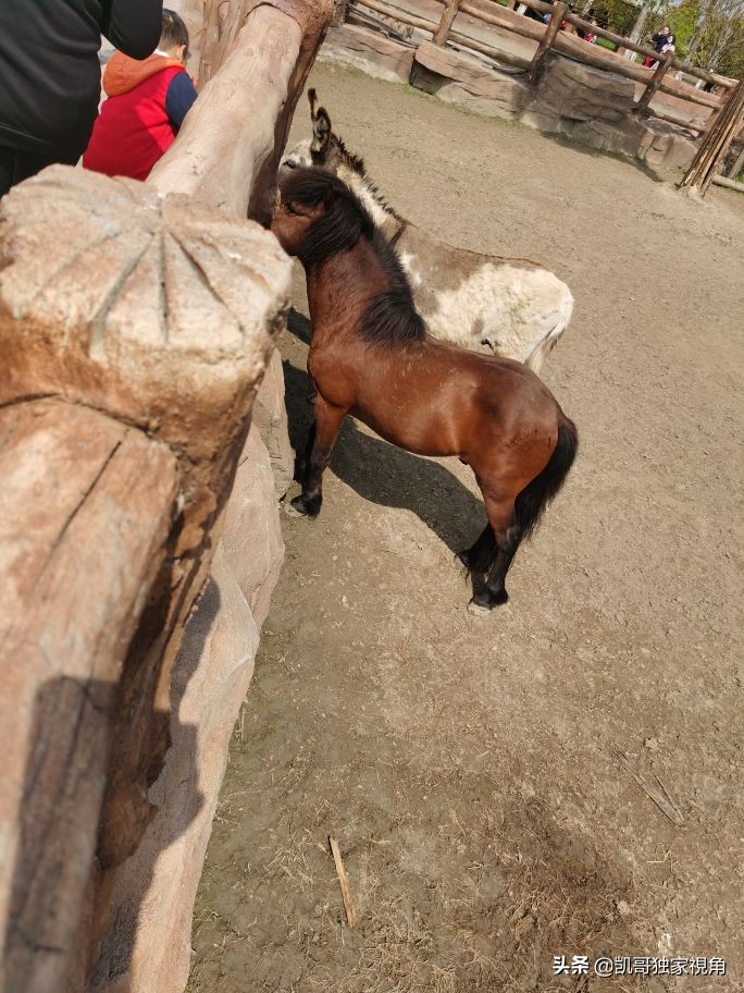 不一样的南通动物园,南通森林野生动物园和上海动物园