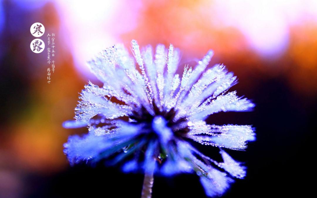 「诗词鉴赏」秋深寒露候，古诗词里的寒露，静看秋意渐浓