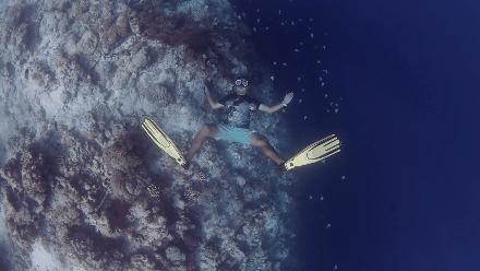 帕劳岛自由行潜水,帕劳水母湖自由潜视频