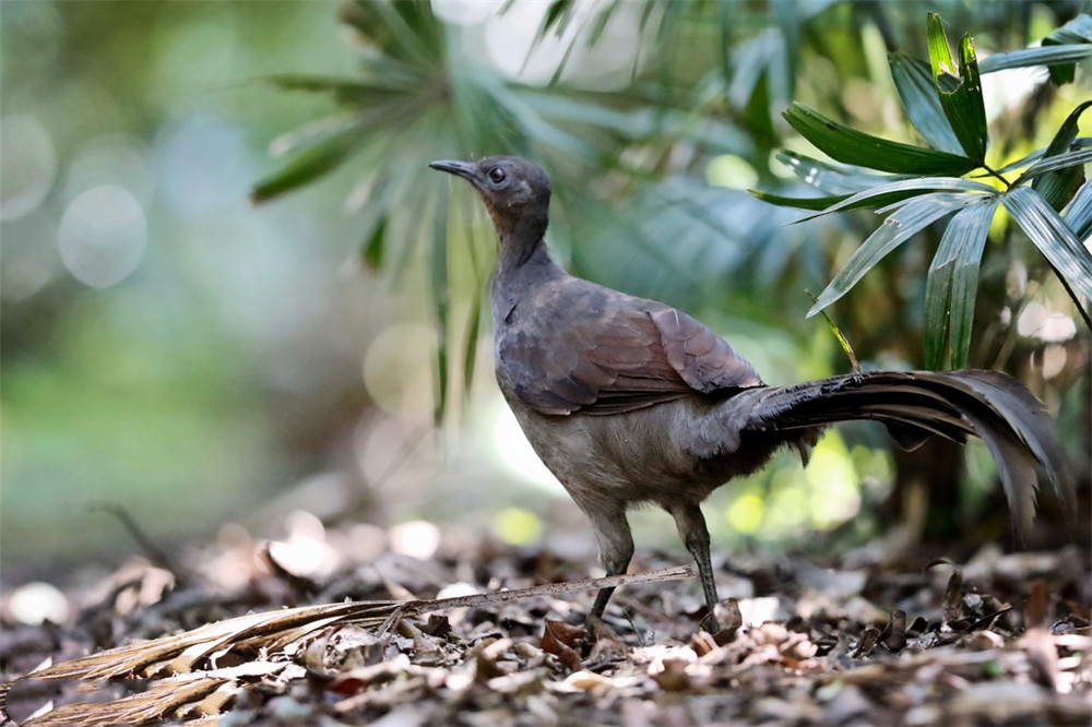 热带雨林最可怕会飞的鸟,山里常见的尾巴很长的鸟