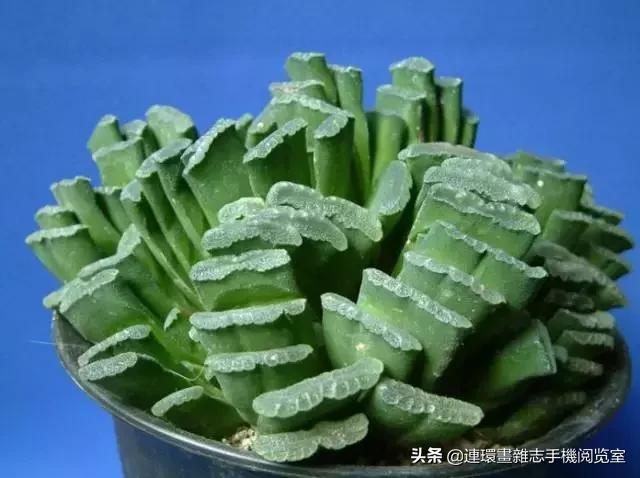 365种多肉图谱大全,365种鲜花图册大全