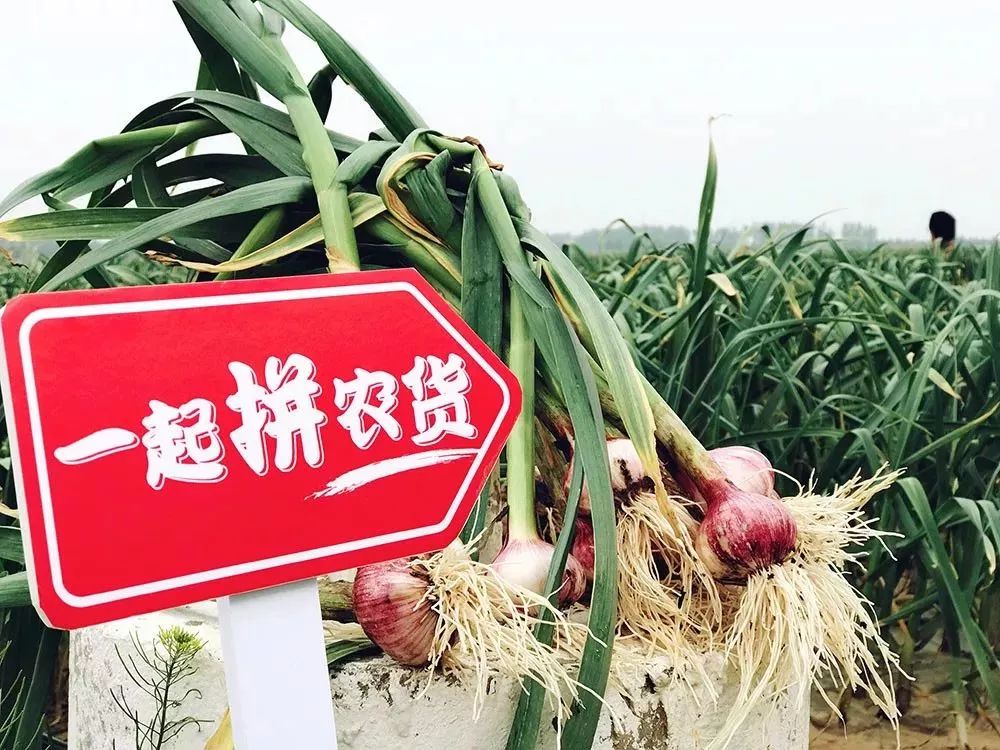 拼多多创始人黄峥排名,拼多多创始人黄峥开挂人生