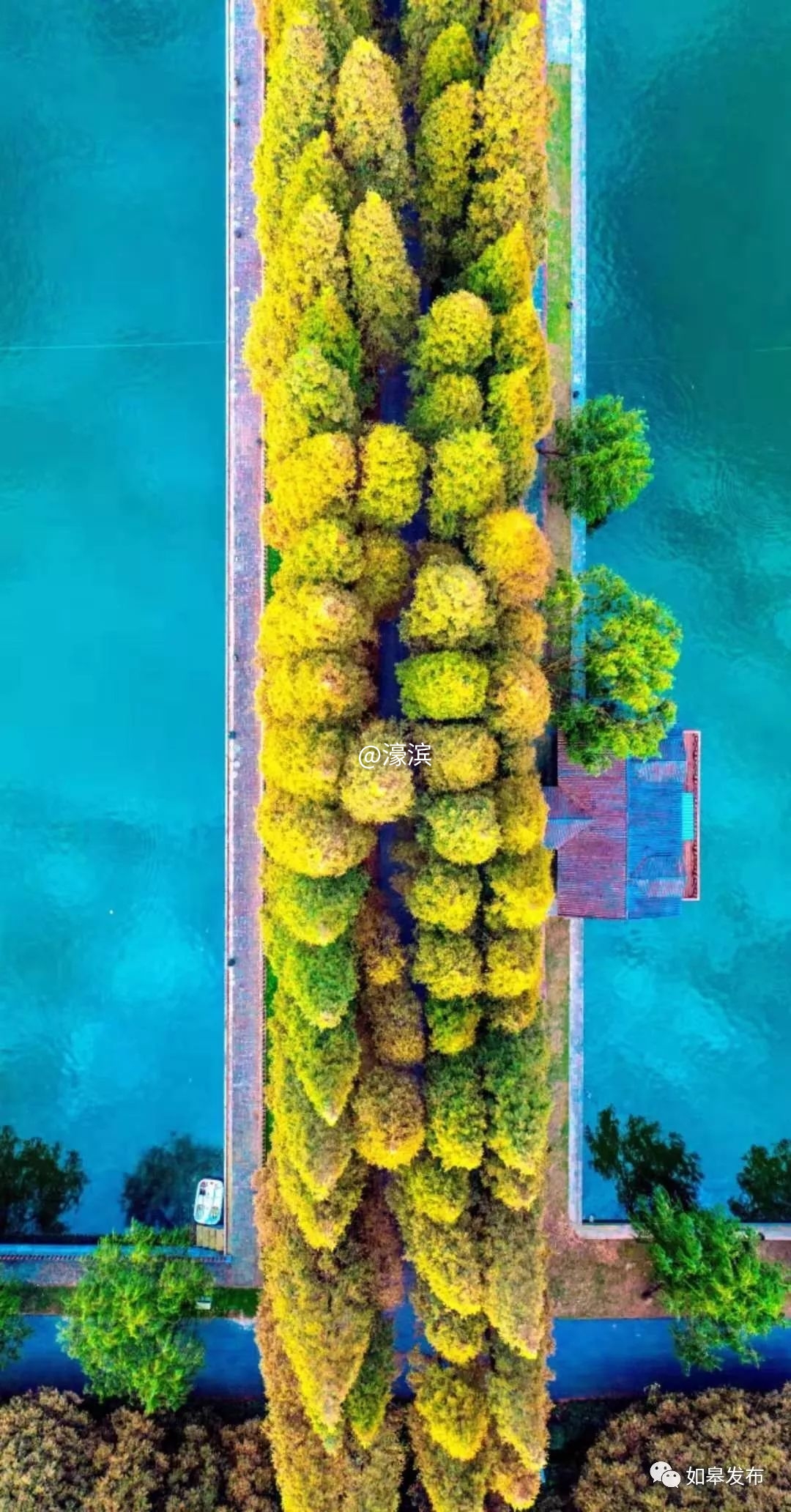 什么是如皋蝶尾,如皋的特点