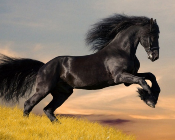 好马不吃回头草俗话又说什么,好马不吃回头草句句戳心