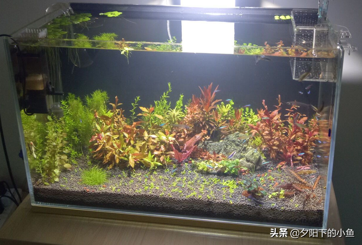 水草缸硝化细菌最佳方案,水草缸硝化细菌什么时候加入最好