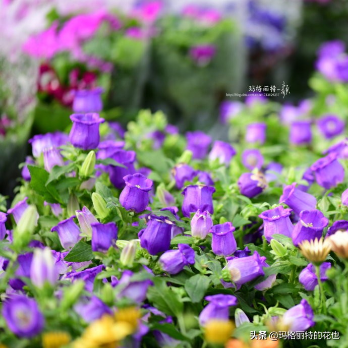 过年买点花,过年了买点什么花草