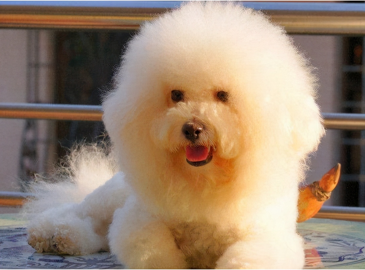 比熊犬小时候毛不卷还发黄,比熊幼犬部分毛色发黄怎么回事