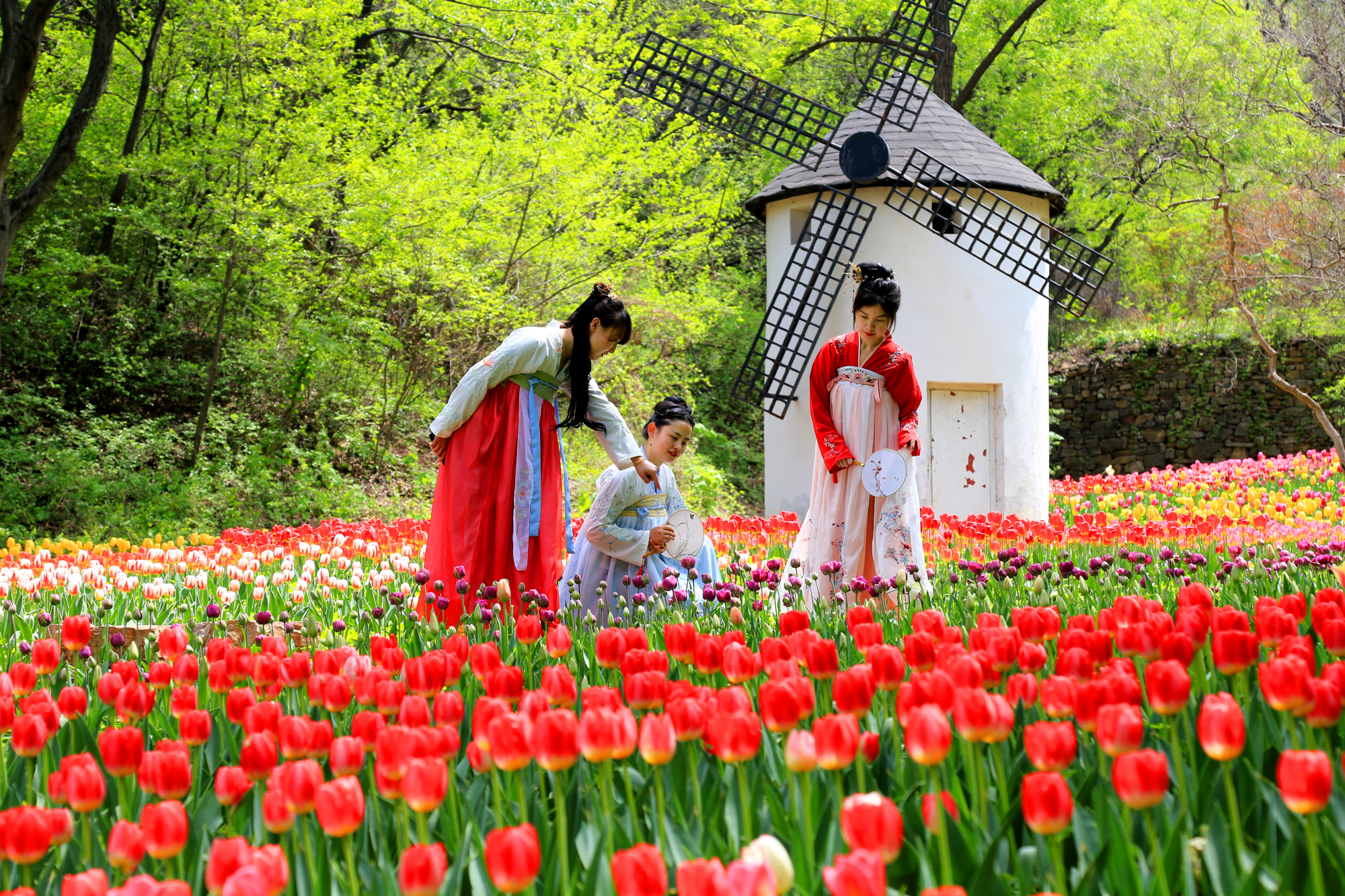 郁金香济南哪里最好,济南万象城郁金香