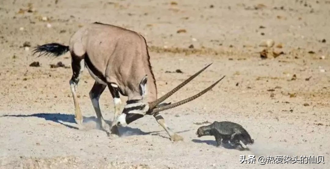 我，蜜獾，一位平平淡淡的打架小天才。生死看淡、不服就干