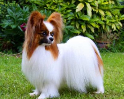 狗界最帅的狗是哪种狗,世界上十大最漂亮的狗品种