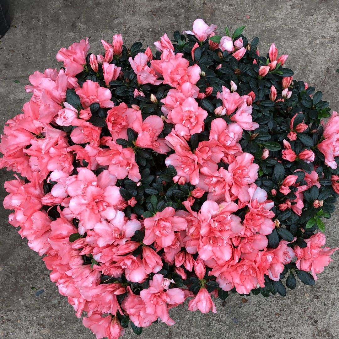 养杜鹃花小窍门视频讲解,养杜鹃花的妙招