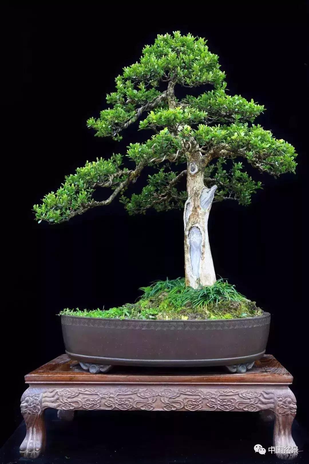 盆景植物最好养的,好养易活的盆景植物有哪些