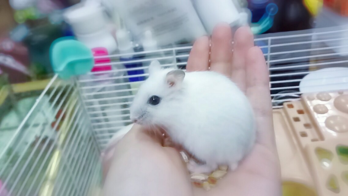 养仓鼠的注意事项和必备物品,养仓鼠的注意事项和常识图片