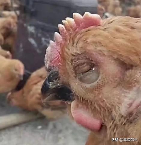 鸡的眼睛肿了是怎么回事呢,大鸡肿眼睛是什么原因