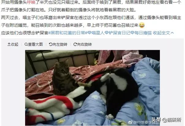 给猫咪装的摄像头是什么样子的,猫咪摄像头有哪些