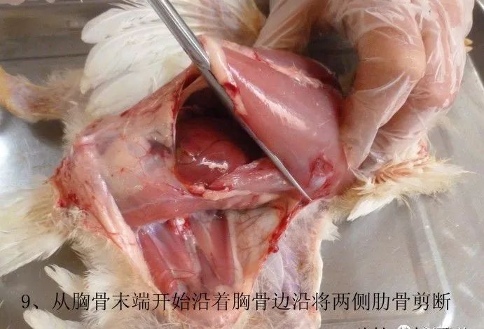 家禽常见疾病及检测方法书籍,家禽疾病如何检测