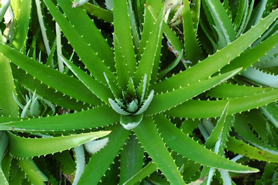 竹林氧吧负离子氧气含量高,室内适合养的18种植物图片