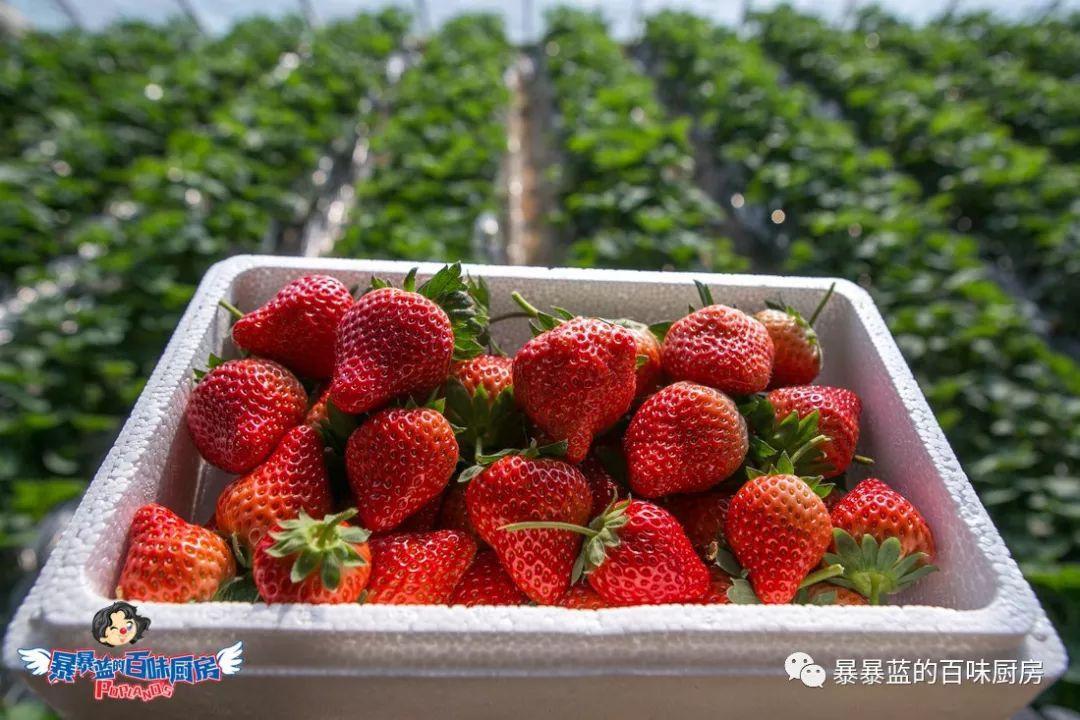 丹东特大久久红草莓,丹东九九大草莓是引进的吗