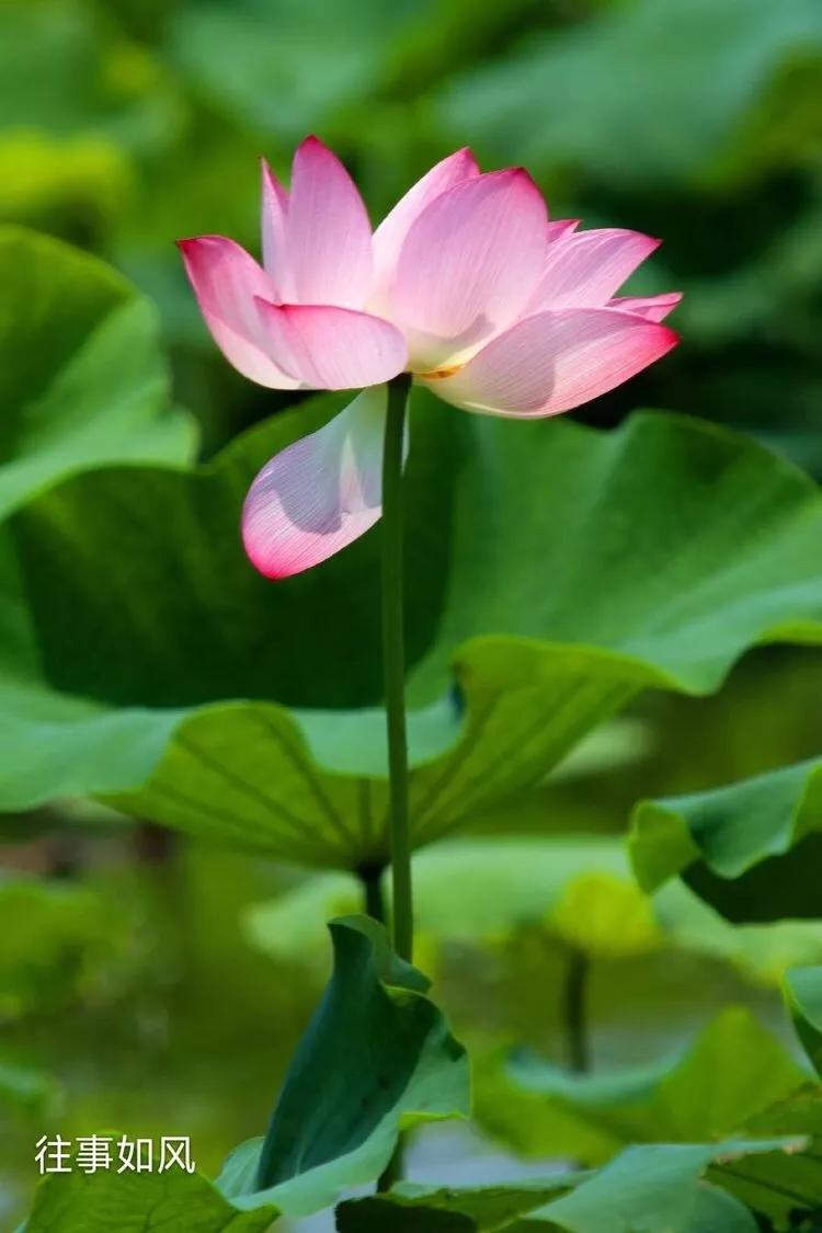 惊艳！淮阳，因为ta，美得不像“画”