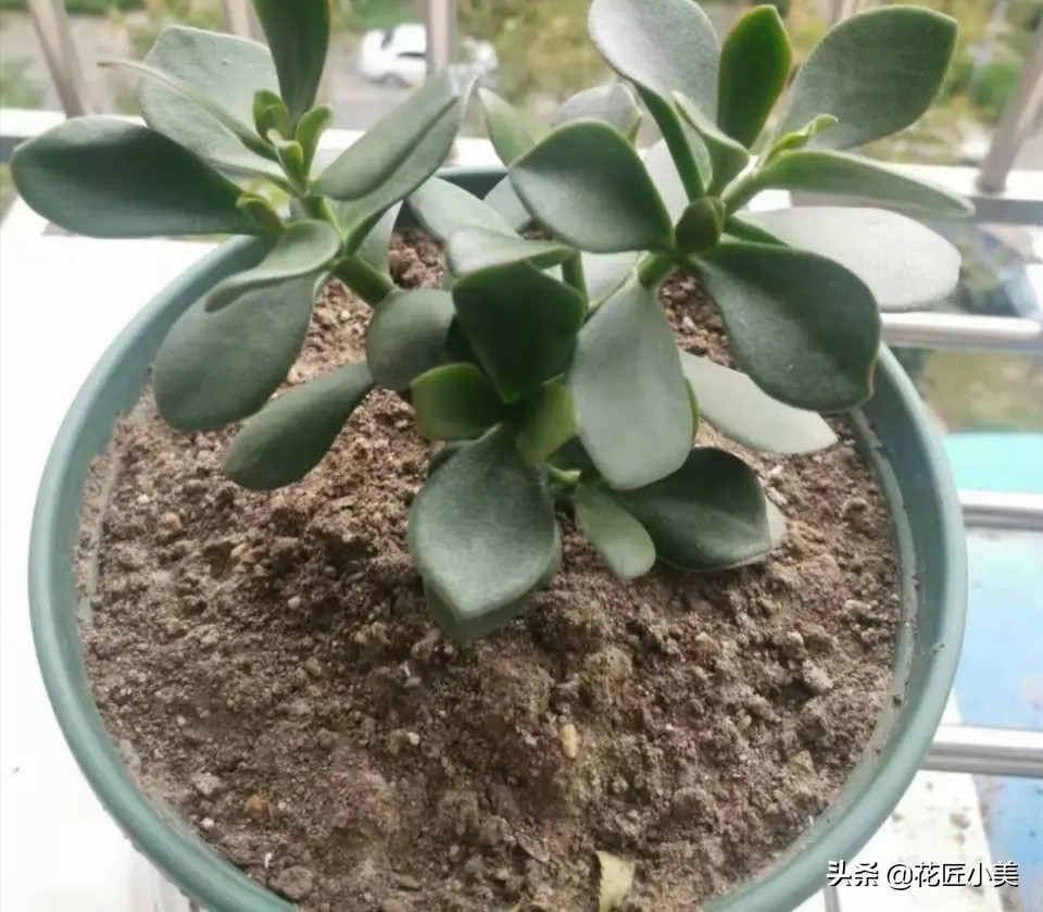 玉树叶子长黄点怎么回事,玉树的叶子发黄是怎么回事