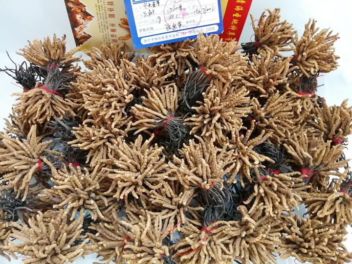 14万一斤的冬虫夏草,14万元一斤的冬虫夏草