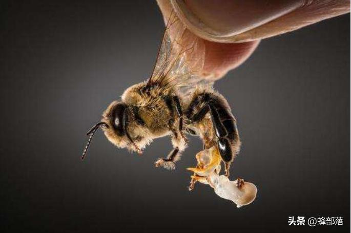 新蜂王产卵效果怎么样,新蜂王产卵会不会多卵