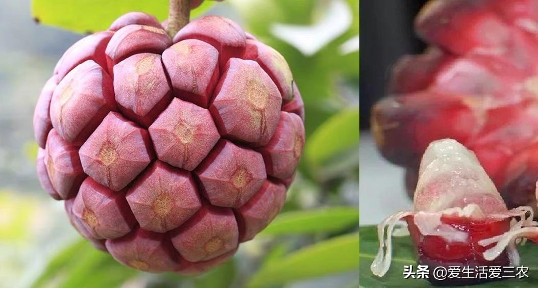 农村各个季节的野果,秋季有什么野菜野果