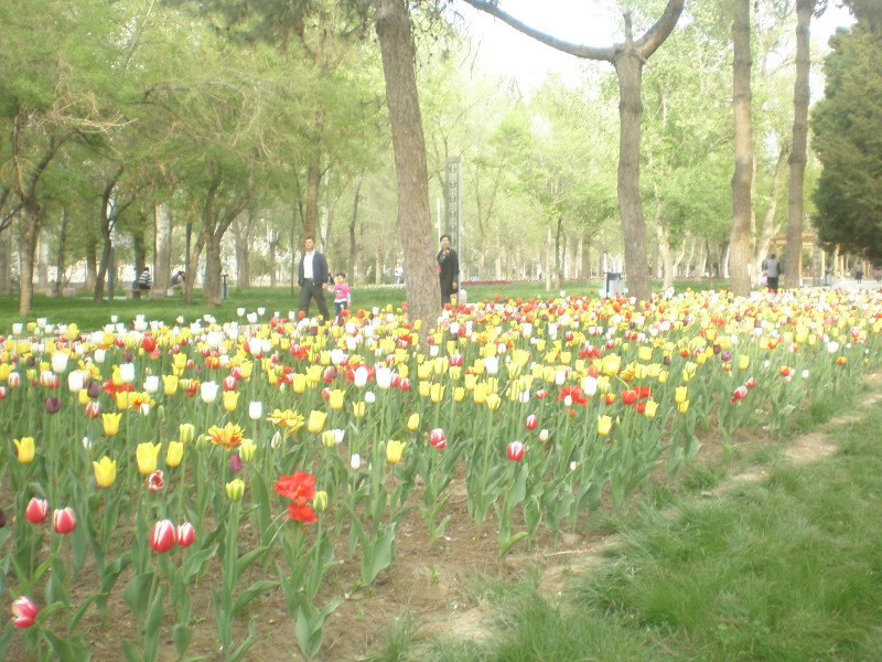 郁金香花开万朵图片,郁金香花开惹人醉