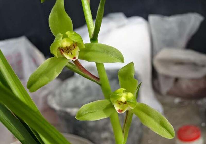 兰花长苞没等开花就花苞枯萎了,网购的兰花花苞枯萎怎么回事