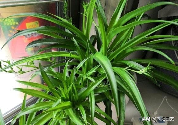 什么绿植能净化空气和除尘,净化室内空气的十款绿植