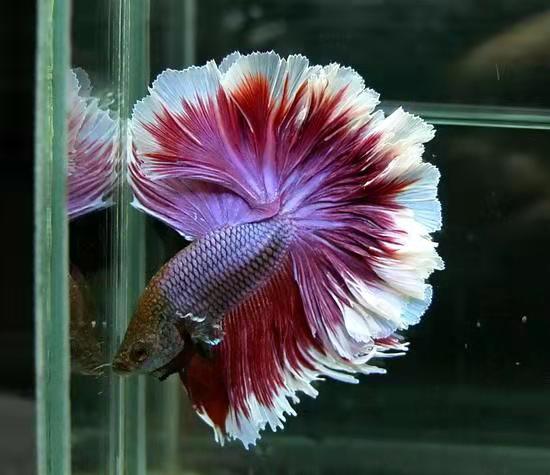 小鱼缸养两条斗鱼,小鱼缸里养一条鱼会不会寂寞