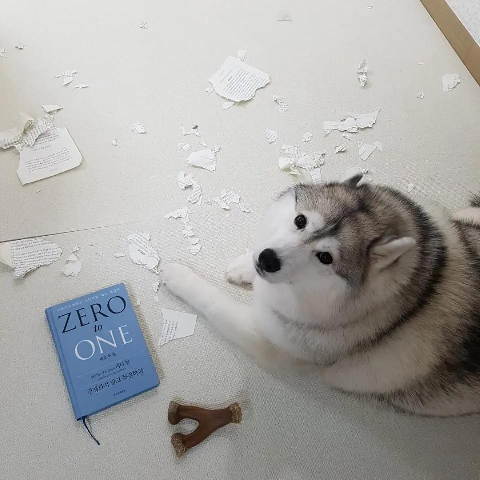 二哈减肥,为什么二哈会变瘦