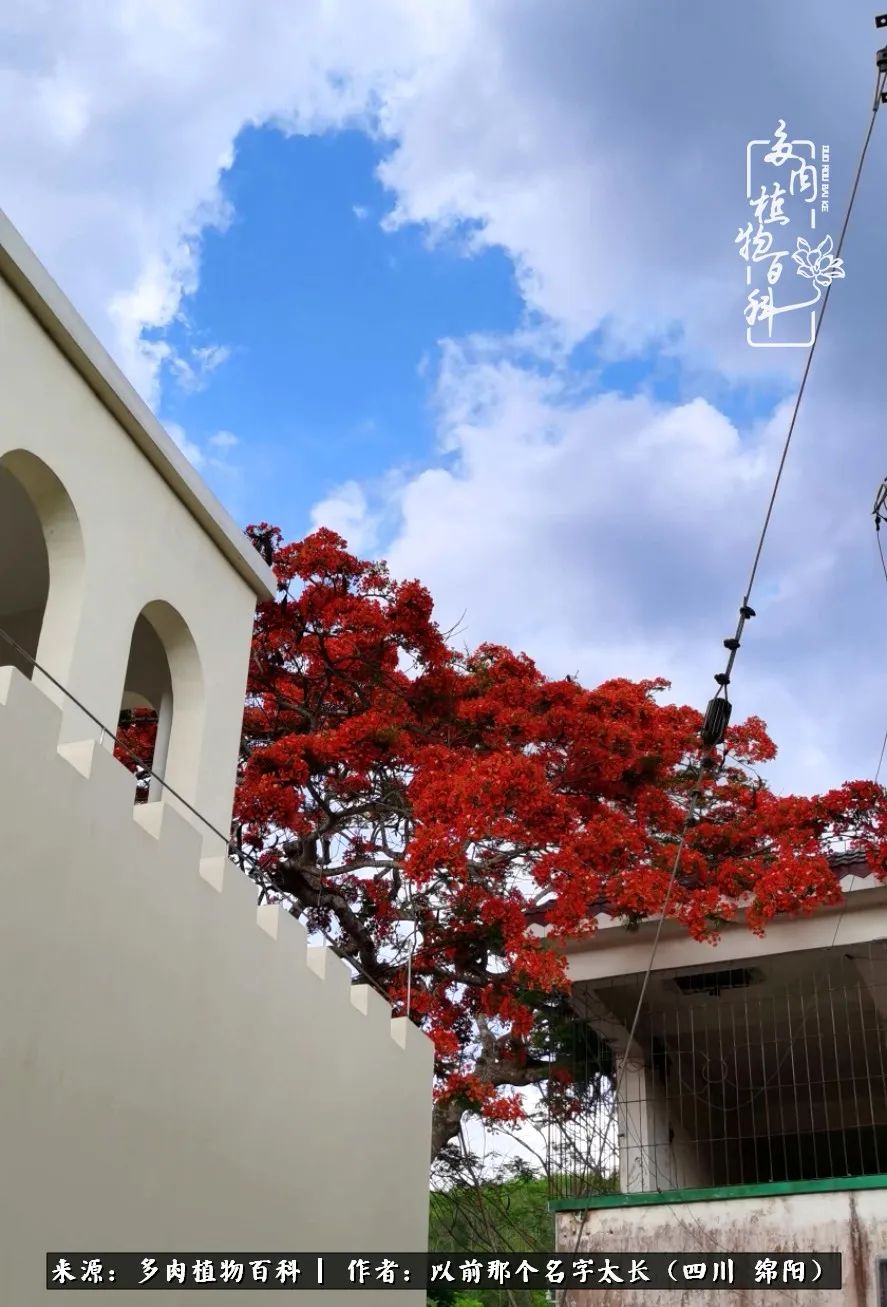 山地玫瑰夏天,山地玫瑰花怎么玩