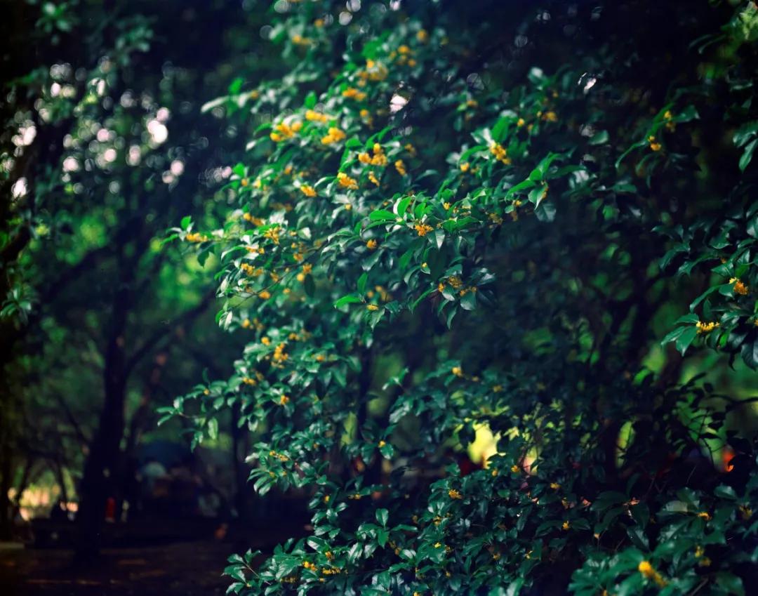 西湖最佳观景地,西湖边的一处幽静之地