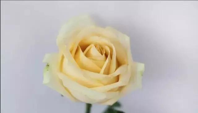 玫瑰花有哪些品种,玫瑰花有哪些品种大全