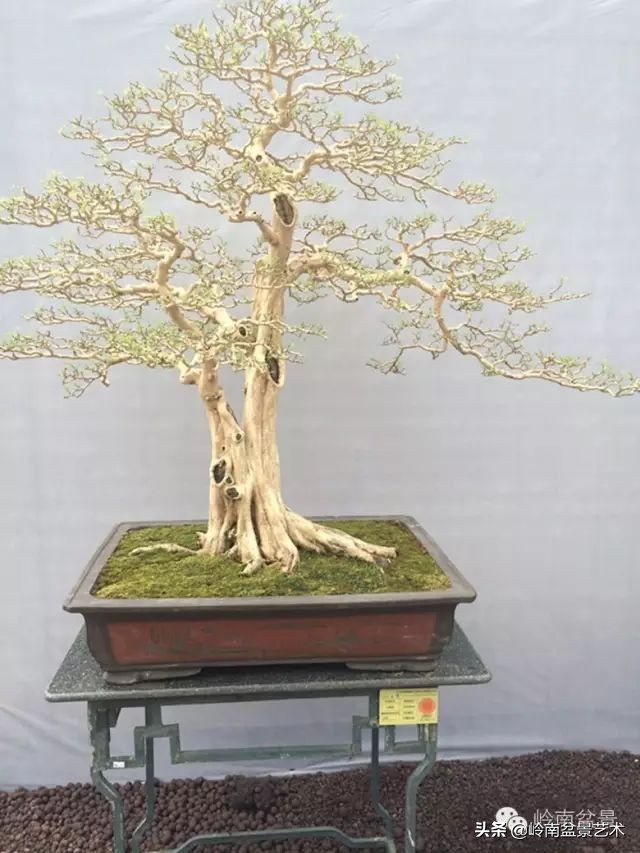 骞哥涔呬箙鐢滅敎铚滆湝,骞哥涔呬箙