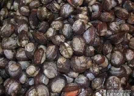 记忆中的美味是怎样的,毛蛤蜊原汁原味